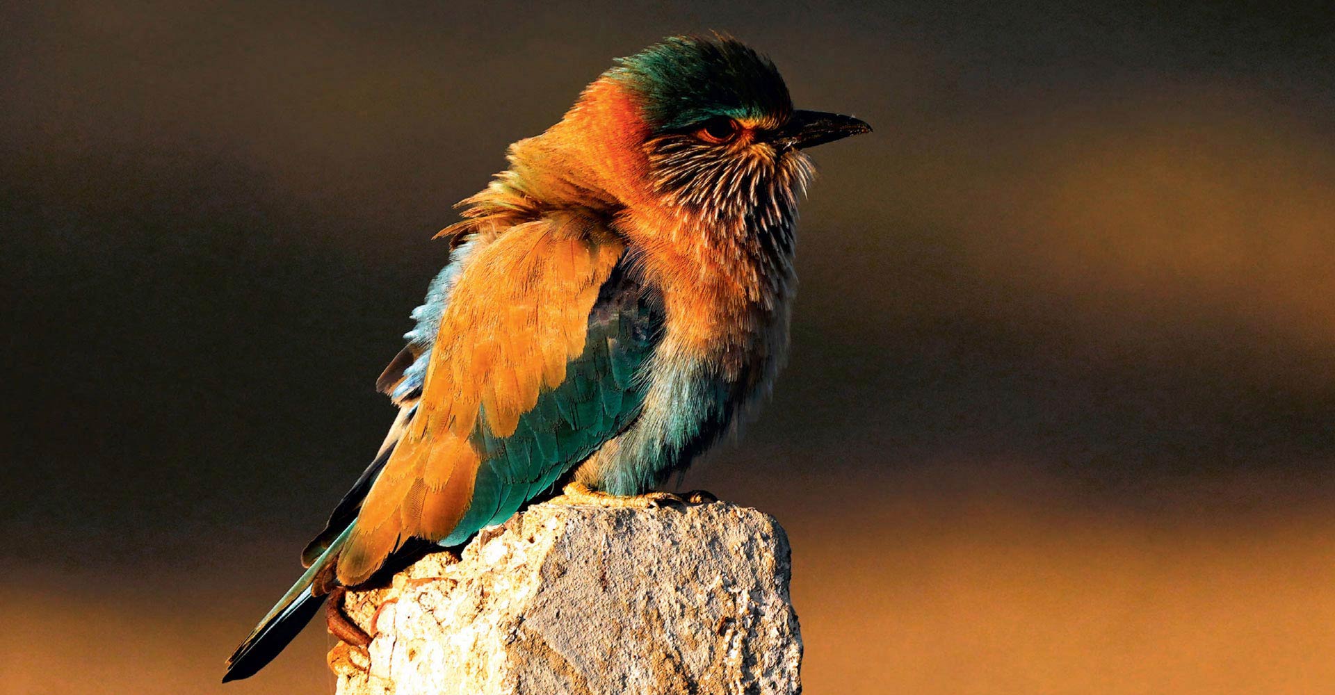 Bird picture by N. Shiva Kumar