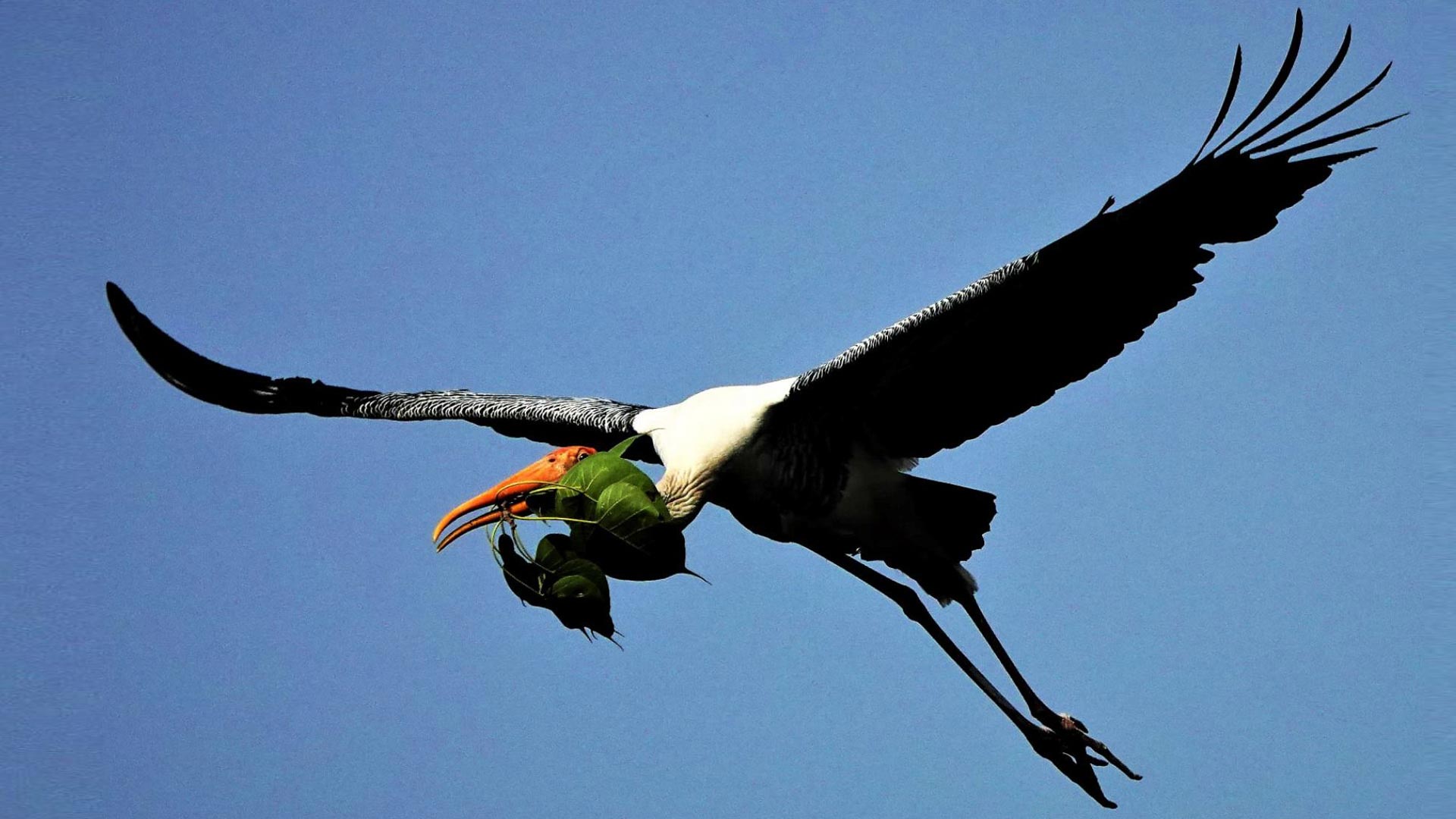 Flying Bird Picture clicked by N. Shiv Kumar