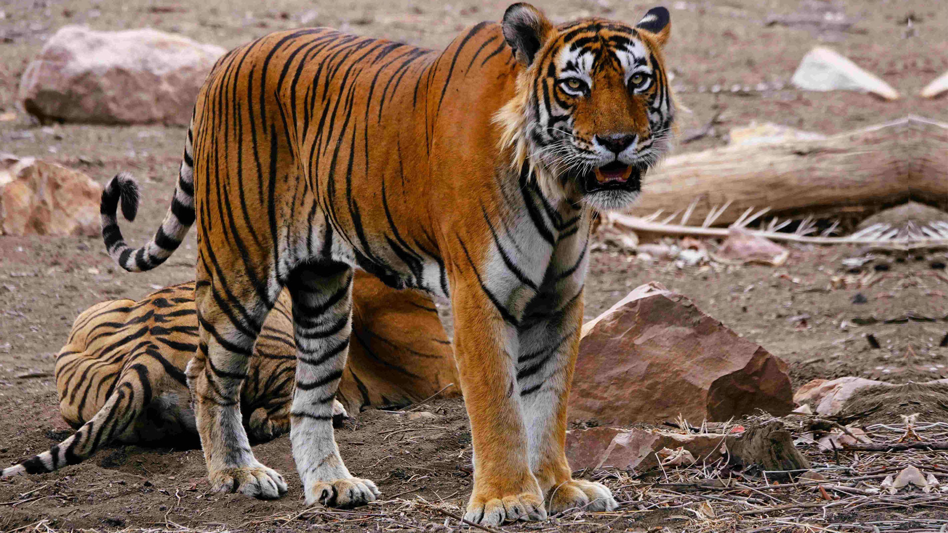 Tiger by N. Shiva Kumar