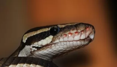 Cobra regurgitates seven chicken eggs after gobbling down eight at once. [Representational Image] Wikimedia commons