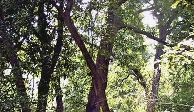 wildlife and nature tourism in Rajasthan.