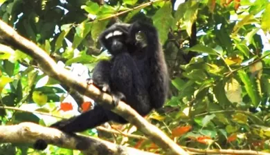Syllad © 2025 - All Rights Reserved https://www.syllad.com/assam-foresters-undergo-training-on-hoolock-gibbon-conservation/