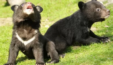 Asiatic Black Bear