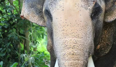 Help Save Elephants from Brutal Train Massacre