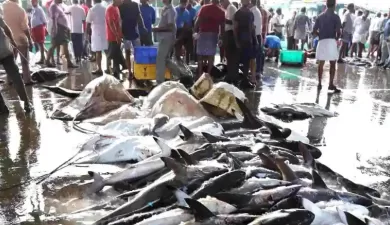 India and Oman to jointly undertake research on sharks and rays in Arabian Sea