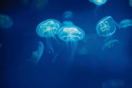 Biomimicry: The natural blueprint