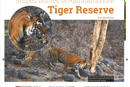 Striped felines of Ranthambhore Tiger Reserve