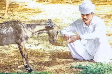 Devoted to desert denizens