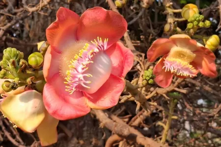 Hyderabad: Sanjeevaiah Park, where birds and blooms create morning melodies