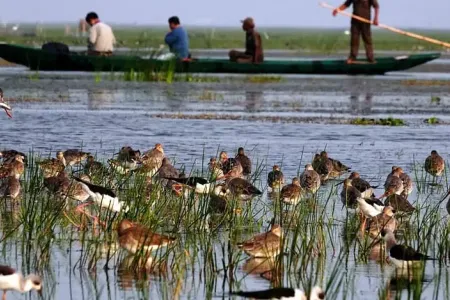 Mangalajodi wetlands: Bridging Nature and community through birds