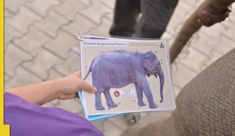 India's first elephant acupuncture treats baby elephant Bani at Wildlife SOS