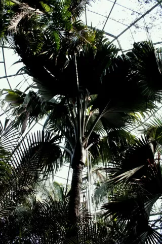 Rare Palm