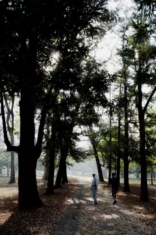 Tall Trees