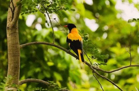 Oriole 