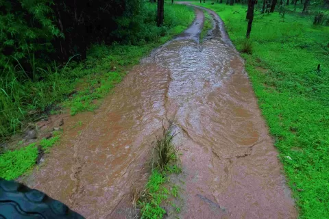 Slush in Lush jungles
