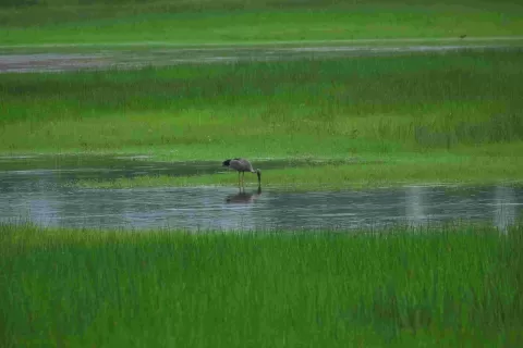 Open Bill Stork