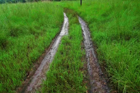 Muddy Tracks