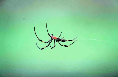 Wood Spider