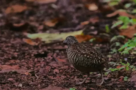 Button Quail