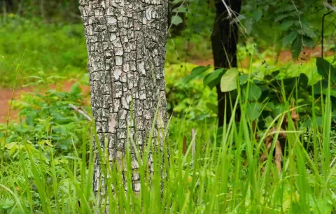 Crocodile Bark Tree