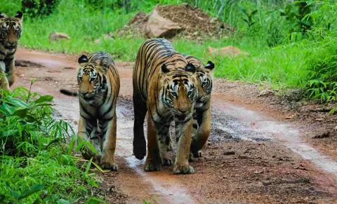 Tigress Madhu & Daughters