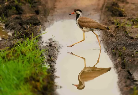 Young Red Wattled Lapwing