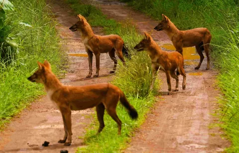 Dholes - Wild Dogs