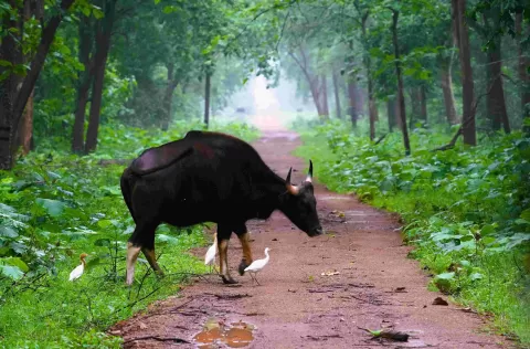 Gaur - Bison