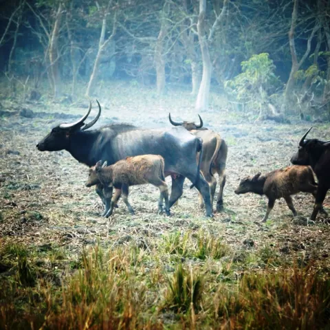 Wild Buffalo
