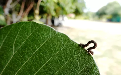 Leaf Cutter