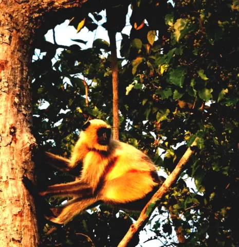 Langur Golden