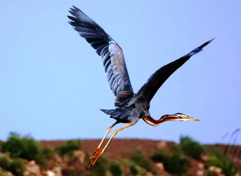 Purple Heron