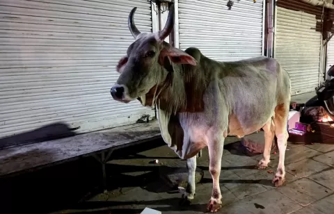 Cow Culture