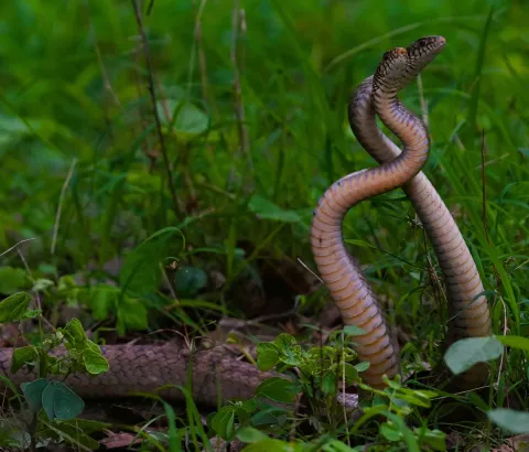 Snake Dance