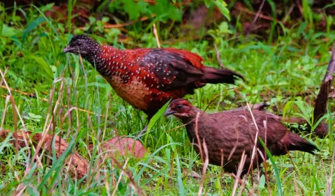 Painted Spur Fowl