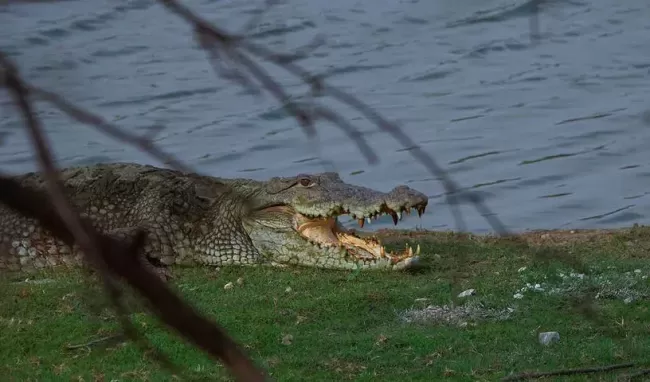 A large mugger Crocodile basking with its open mouth, a typical sunbathing posture of these formidable reptiles, at Ranthambhore National Park. Photos: N Shiva Kumar, BC Choudhury