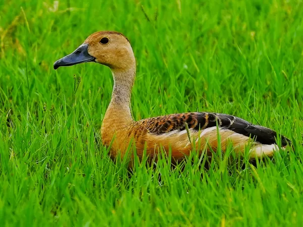 Whistling Teal