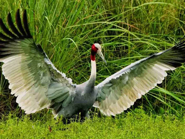 Sarus Airborne