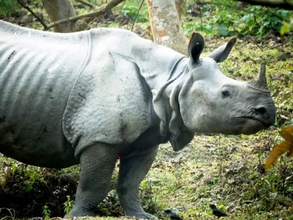 Rhino Horn