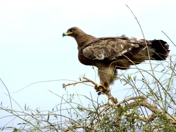 Steppe Eagle