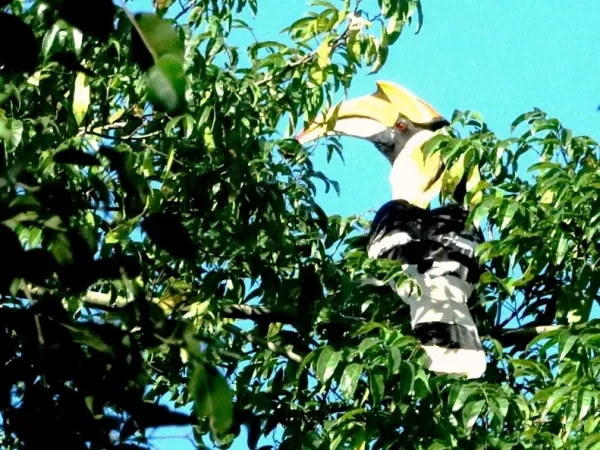Great Hornbill