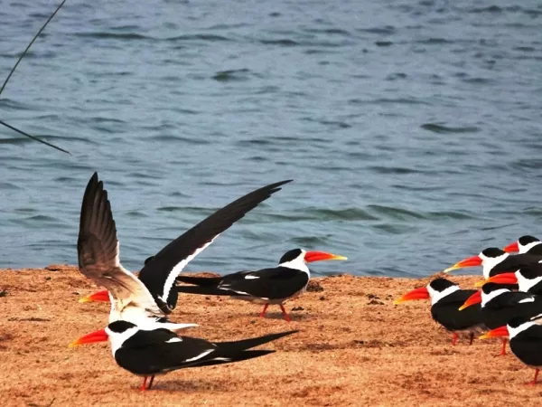 Skimmer group