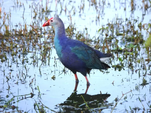 Purple Moor Heron OR Swamp Heron