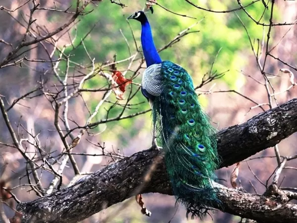 Peafowl