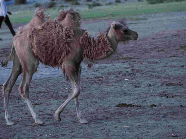 Baby Camel